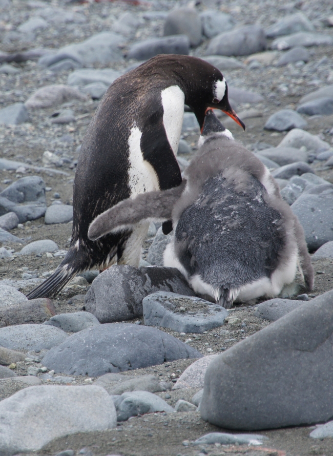 Feeding Penguin