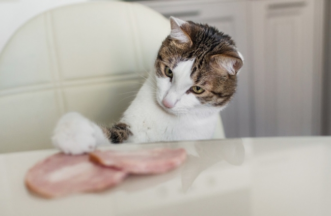 Domestic-cat-trying-to-steal-slice-of-ham_Lyskionva-Irina_shutterstock