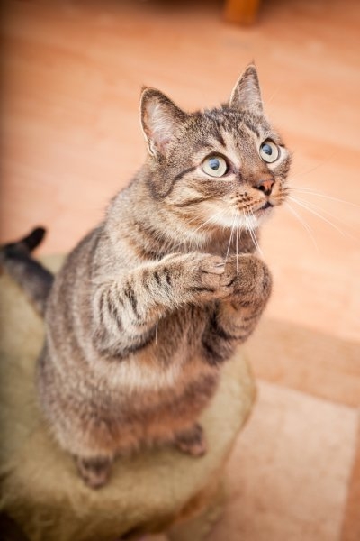 depositphotos_12126423-stock-photo-funny-european-cat-asking-for