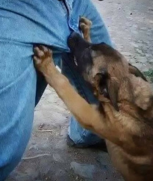 funny-picture-of-angry-dog-biting-a-mans-crotch-area