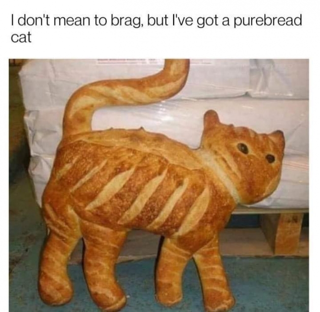purebread cat