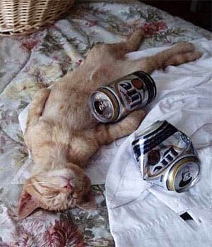 beer-cat-1