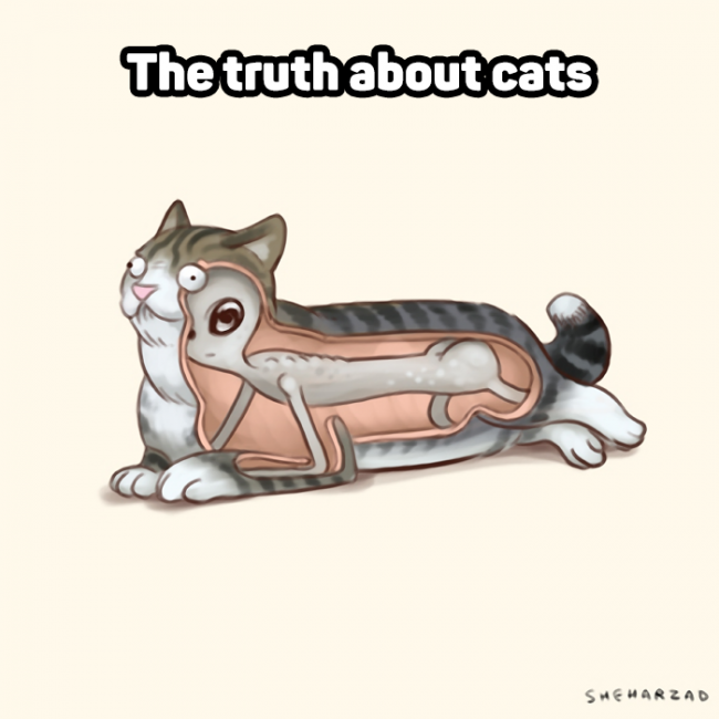 TruthAboutCats