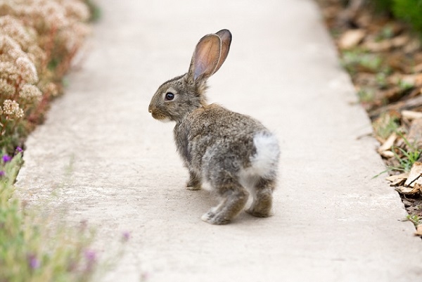 Rabbit On Trail